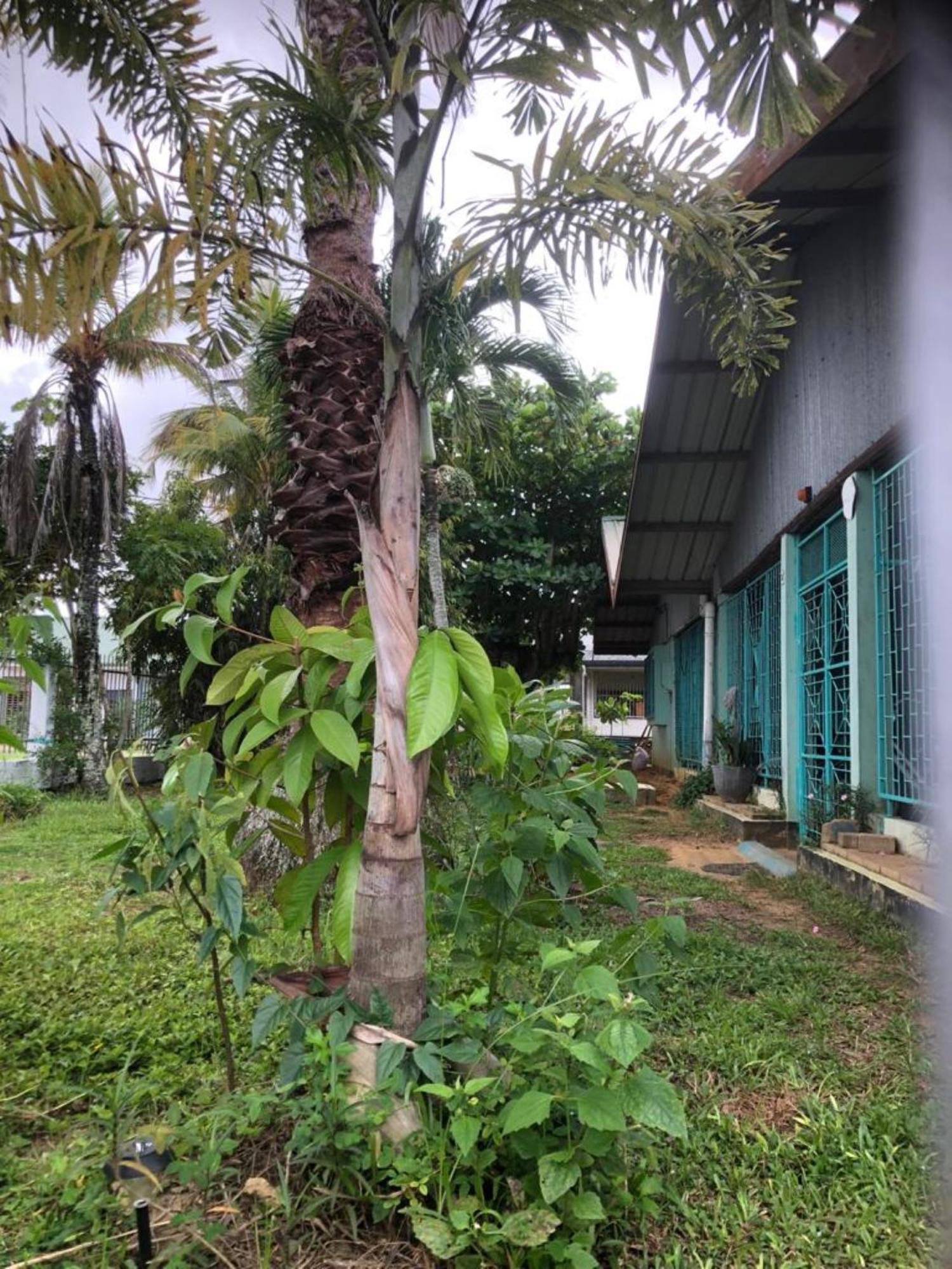 Unu Pikin Guesthouse Paramaribo Exterior photo
